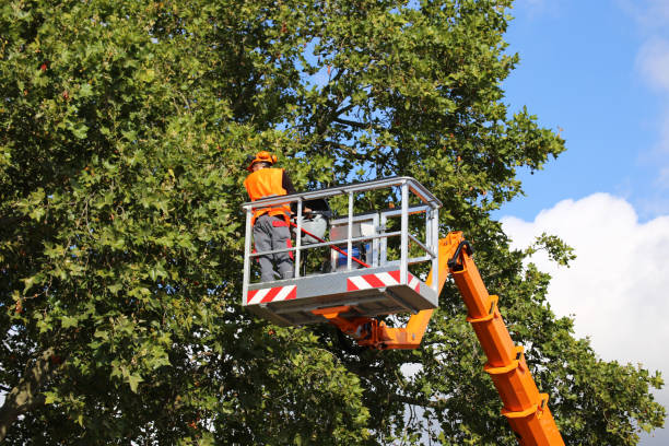 Tree and Shrub Care in Sea Breeze, NC