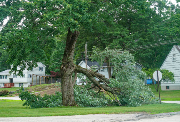 Professional  Tree Services in Sea Breeze, NC